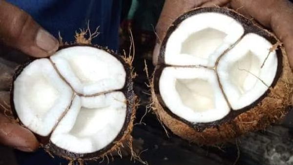 சாமிக்கு உடைத்த தேங்காயில் அதிசயம்.. சிவ அம்சம் என ஆச்சரியப்பட்ட பக்தர்கள்.. சிலிர்த்த திருவண்ணாமலை