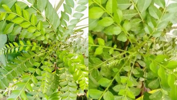 கொத்துக்கொத்தா கொட்டுதா.. உங்க தலைமுடி அடர்த்தியாக வளர 