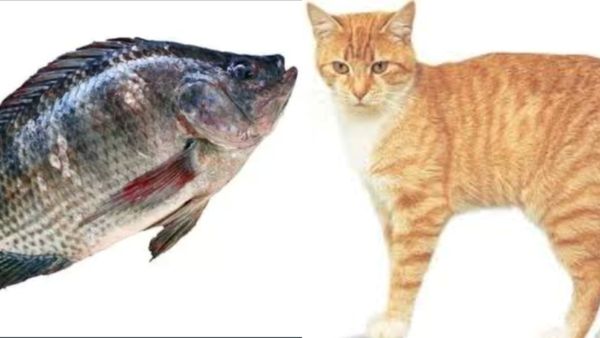 மீனுக்கும், பூனைக்கும் என்னாச்சு.. ஜிலேபி மீனை விடுங்க.. சென்னையில் சுருண்டு சுருண்டு விழும் பூனைகள்