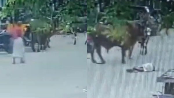 சாலையில் நடந்து சென்ற முதியவர்.. முட்டி தூக்கி வீசிய மாடு.. திருவல்லிக்கேணியில் ஷாக்