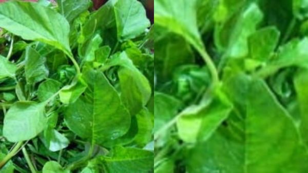 முருங்கைக்கீரை + முளைக்கீரை.. இது ரெண்டு மட்டுமே போதுமே.. மலச்சிக்கலை போக்கும் 10 ஈஸி டிப்ஸ் பாருங்க