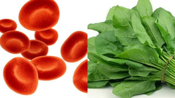 காசினி கீரை.. ரத்தத்தில் நச்சுக்களா? ரத்தத்தை கிளீன் செய்யும் சூப்பர் டிப்ஸ்.. ப்ளீஸ் நோட் பண்ணுங்க