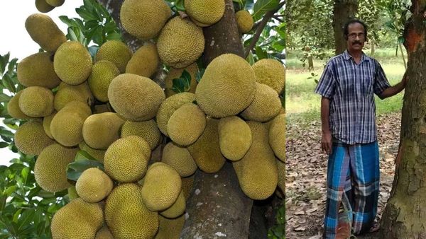 அணுகுமுறையில் சிறிய மாற்றம்.. கோடிகளில் வீடு, கார், நிலம்... பலாப்பழத்தால் கோடீஸ்வரரான விவசாயி