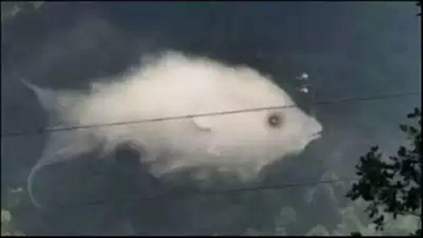 நீங்க அதிகமாக உணர்ச்சிவசப்படுபவரா.. இந்த மீன் புகைப்படத்தை உற்று பாருங்க.. சின்னதா ஒரு டெஸ்ட்