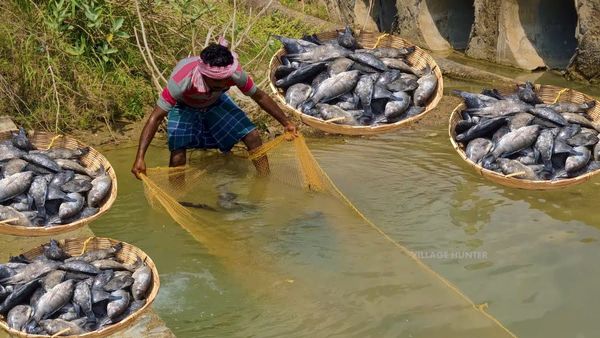 இந்தியாவிலேயே முதல்முறை.. ஜிலேபி மீன்களை தாக்கும் திலபியா பார்வோ வைரஸ் தமிழகத்தில் கண்டுபிடிப்பு