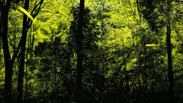 ஆனைமலை காட்டையே..ஜொலிக்க வைத்த மின்மினி பூச்சி கூட்டம்.. விருதை அள்ளிய போட்டோகிராபர் ஸ்ரீராம் முரளி