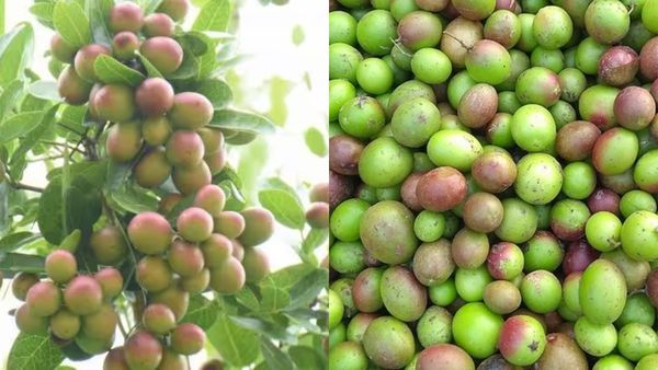 களாக்காய் ஒரு கலக்கல் காய்! அளவுக்கு மிஞ்சினால் ஆண்களின் விந்தணுக்களுக்கு என்னவாகும் தெரியுமா?