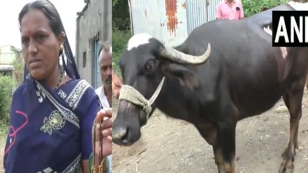 பெண் ஓனர் செய்த தவறுக்கு மாட்டின் வயிற்றில் 65 தையல்கள்.. கொடூரம்!