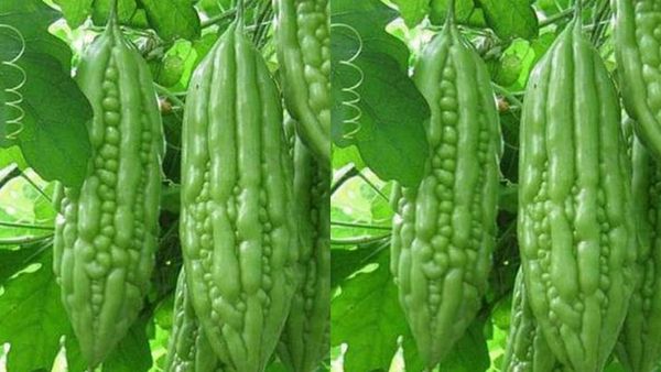 பாகற்காய் இலைகள்.. ஜஸ்ட் நாலே நாலு போதும்.. கண்களின் பாதுகாவலன்.. அற்புதம் காட்டும் பாகல் இலை ஜூஸ்