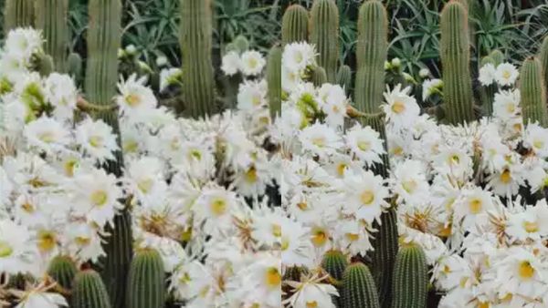 நீங்க ஜீனியசா.. ஒரு டெஸ்ட்.. இங்கே ஒரு பூனை ஒளிஞ்சிருக்கு.. 30 வினாடியில் கண்டுபிடிங்க பார்க்கலாம்