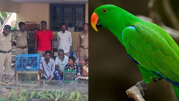 பச்சைக்கிளிகளை விற்பதும் வாங்குவதும் குற்றம் தெரியுமா? திருச்சியில் அகப்பட்ட 5 பேர்! 15 நாள் சிறை!