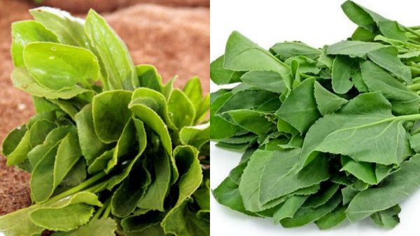 சுக்கான் கீரை.. ரத்தத்தை சுத்திகரிக்கும் கீரை.. இதயம் முதல் குடல்வரை காக்கும் ஆச்சரிய சுக்கு இலைகள்