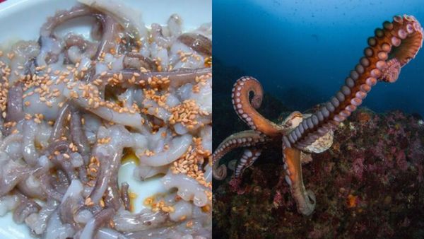 உலகிலேயே மிக ஆபத்தான உணவு.. ஆசையாக சாப்பிட்ட முதியவருக்கு நேர்ந்த சோகம்.. என்ன இப்படி நெளியுது?