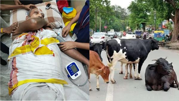 சென்னையில் மாடு முட்டி படுகாயமடைந்த முதியவர் மரணம்.. தொடரும் சம்பவங்களால் பீதியில் மக்கள்