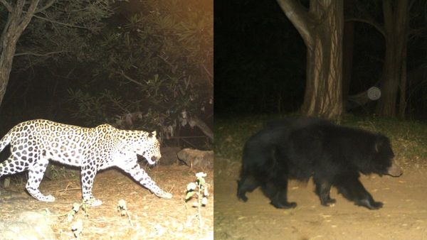 மீண்டும் சிறுத்தை, கரடி நடமாட்டம்.. பக்தர்கள் குழுவாக செல்லுங்கள்.. திருப்பதி தேவஸ்தானம் அட்வைஸ்