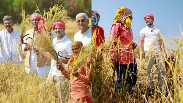 கையில் அரிவாள்.. சிவப்பு தலைப்பாகை.. நெல் அறுவடையில் தீவிரமான ராகுல்.. அட விவசாயியாவே மாறிட்டாரே