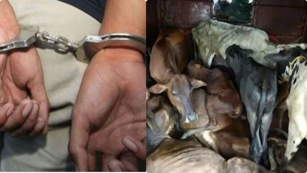 கர்நாடகா கொடூரம்: நள்ளிரவில் அலறிய பசுமாடுகள்.. கதற கதற 'பலாத்கார' முயற்சி அம்பலம்- சிக்கிய இளைஞர்!