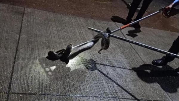 ஐஐடி-யில் பிடிபட்ட உலகின் நீளமான இன மலைப்பாம்பு.. சென்னைக்கு வந்தது எப்படி? அதிகாரிகள் திகைப்பு