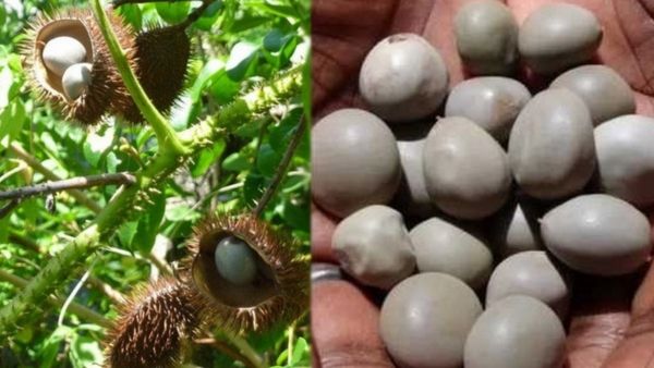 கழற்சிக்காய்.. கருப்பை கோளாறை நீக்கும் 