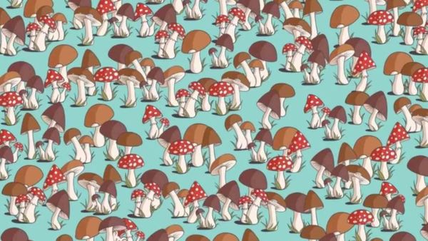 நீங்க ஜீனியசா? காளான்களுக்கு நடுவே ஒரு எலி இருக்கு.. 15 வினாடி தான் டைம்.. கண்டுபிடிங்க பார்க்கலாம்