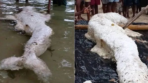 கடற்கரையில் கரை ஒதுங்கிய வினோத உயிரினம்.. கடல் கன்னியா? ஆய்வுகள் சொல்வது என்ன? பயங்கரமா இருக்கே!