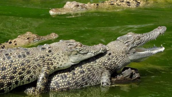 ஹெலிகாப்டர் சத்தம் கேட்டதும்.. குபுகுபுவென இனப்பெருக்கம் செய்த 3000 முதலைகள்! ஆஸ்திரேலியாவில் திடுக்