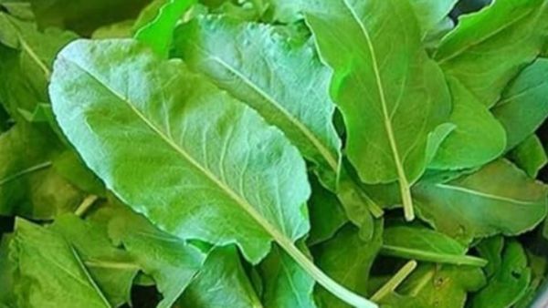 முருங்கையிலையை விடுங்க.. கற்பக மூலிகைகளை பாருங்க.. ரத்தசோகை முதல் குழந்தை பேறு வரை.. அற்புத கீரைகள்