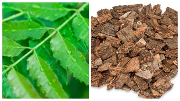 வெறும் 6 இலை போதும்.. ஆச்சரியத்தை தரும் வேப்பமர பட்டை.. இத்தனை அற்புதங்களா? அசத்தும் வேப்பிலை