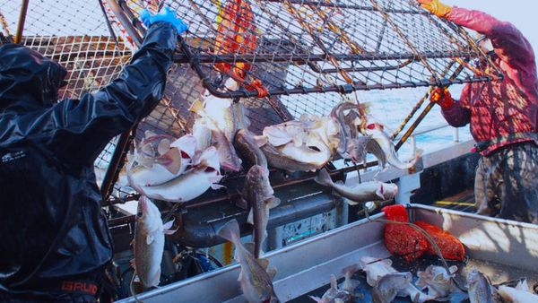 உலகின் பயங்கரமான உயிரினம்.. சிங்கம், பாம்பு எல்லாம் இல்லை.. 