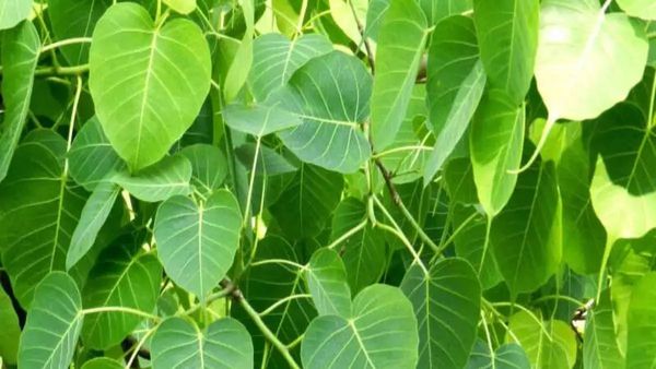 அரச மரம்.. 