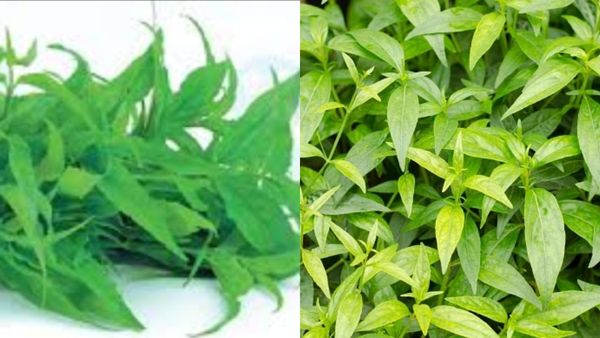 வெறும் இலையே போதும்.. ஆயுசை கூட்டும் 