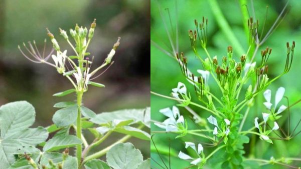 நல்வேளைக்கீரை.. நல்லதை செய்யும் நல்வேளை கீரை.. ஒரு கைப்பிடி தைவேளை கீரையில் இவ்ளோ நன்மை? அடேங்கப்பா