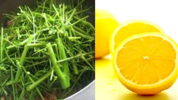 முருங்கை ஈர்க்கு.. வெறும் வயிற்றில் இந்த 3 பொருளும் போதுமே.. ஆயுசு கூடுமாம்..அசத்தும் எலுமிச்சை தோல்