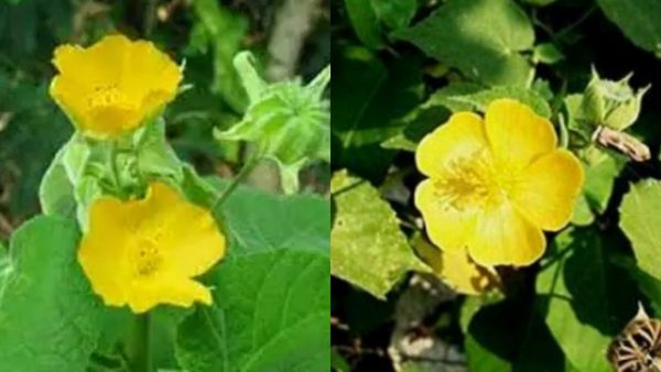 துத்தியிலை.. துரத்தி துரத்தி நோயை விரட்டும் துரத்திக்கீரை.. 