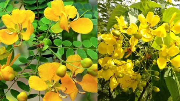 முருங்கை பூ போலவே.. ஆவாரம்பூ ஆச்சரியம்.. அத்தனை நோயையும் விரட்டும் ஆவாரம் பூக்கள்.. குளுகுளு மலர்கள்