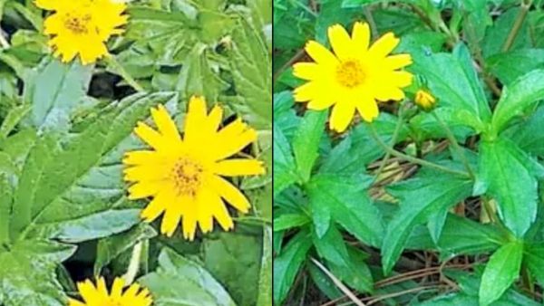 மூக்கிரட்டை இலை.. கரிசலாங்கண்ணி கீரை போதுமே.. கண்ணின் நலனை காக்கும் 