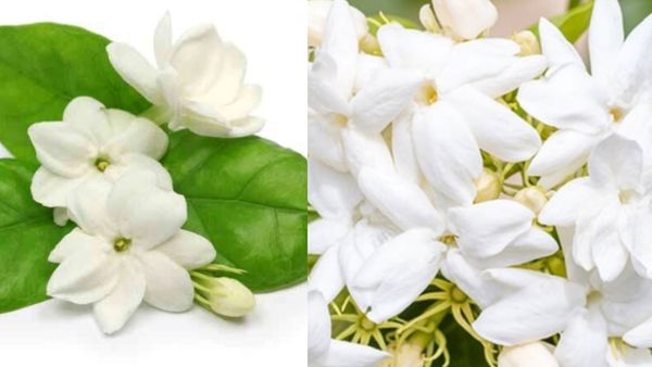 கொத்து கொத்தா தொங்கும் 