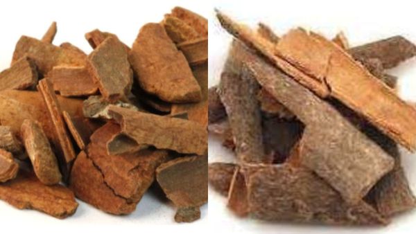 முருங்கையை போல.. மருதம்பட்டை.. சிறுநீரகம் முதல் இதயம் வரை காக்கும் மருத மர பட்டை.. ஆச்சரிய பவுடர்