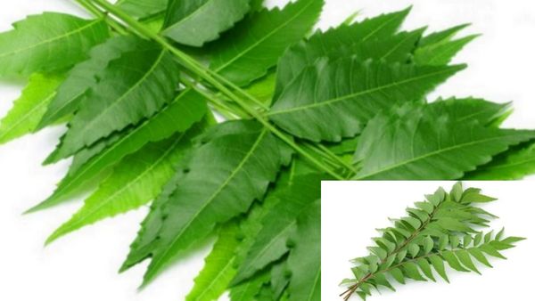 கறிவேப்பிலை.. அசத்துது வேப்பிலை.. நாலஞ்சு போதும்.. வெறும் வயிற்றில் சாப்பிட்டா என்னாகும் தெரியுமா?