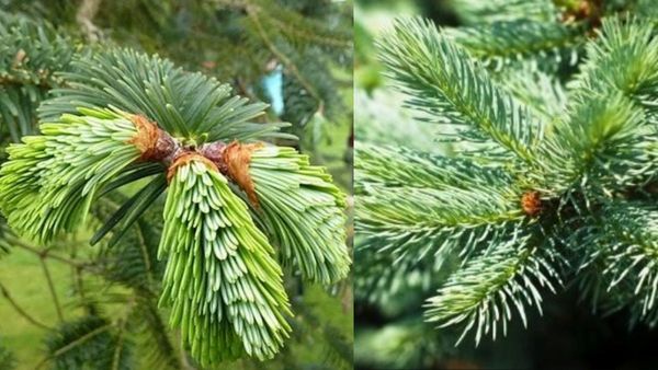 ஓமவள்ளி இலை.. நுரையீரலின் நண்பன் தாளிசபத்திரி.. கபத்தை விரட்டும் காவலன்.. தாளிசபத்திரி இலை ஆச்சரியம்