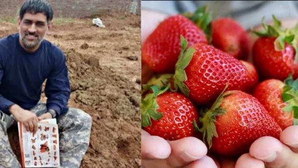 எவ்வளவோ துறை இருக்க.. தோனி ஸ்ட்ராபெரி விவசாயம் செய்வது ஏன்? அப்படி என்ன காரணம்?