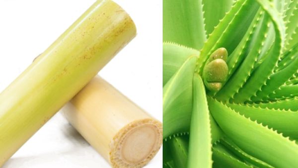 வாழைத்தண்டு.. குடல் நலனுக்கு 5 ஜூஸ்.. வெறும் எலுமிச்சையுடன் கற்றாழையை சேர்த்தால் என்னாகும் தெரியுமா?