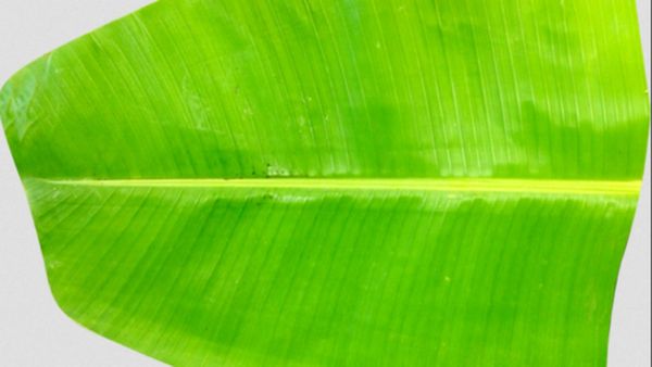 வாழை இலை.. வெயிட் லாஸ் முதல் சரும ஆரோக்கியம் வரை உதவும் அதிசய சாறு.. தலைமுடி வளர்ச்சிக்கு வாழை இலை