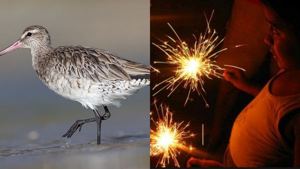 பறவைகள் மீதான பாசம்! தீபாவளிக்கு பட்டாசு வெடிக்காத கிராமம்! இந்தக் காலத்திலும் இப்படி ஒரு ஊரு!