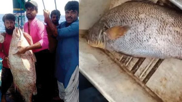 வெறுங்கையுடன் கடலுக்கு சென்ற மீனவருக்கு கிடைத்த 