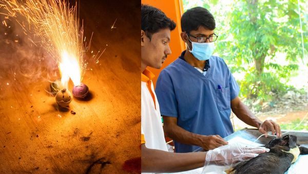 ரொம்ப முக்கியம்..! செல்ல பிராணிகள் வளர்க்கிறீங்களா? தீபாவளி பட்டாசு வெடிக்கும்போது இதை கவனிங்க!