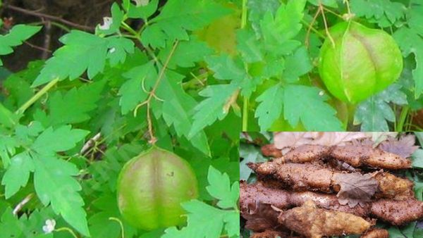 முடவாட்டுக்கால் கிழங்கு.. முடக்கத்தான் கீரை.. இது 2 போதுமே.. முடங்கிடாமல் இயங்க வைக்கும் செம மருந்து