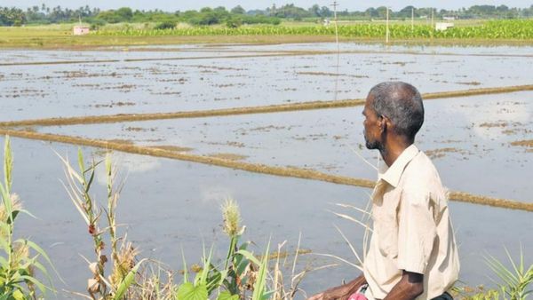 தமிழக விவசாயிகளே மிஸ் பண்ணாதீங்க.. சம்பா பயிர் காப்பீடு செய்ய நாளை கடைசி நாள்!