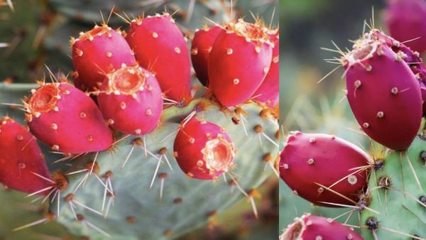 இனிக்க இனிக்க நலன் தரும் சப்பாத்திக்கள்ளி.. குழந்தை பேறு வழங்கும் சப்பாத்தி கள்ளி பழங்கள்.. சூப்பர்