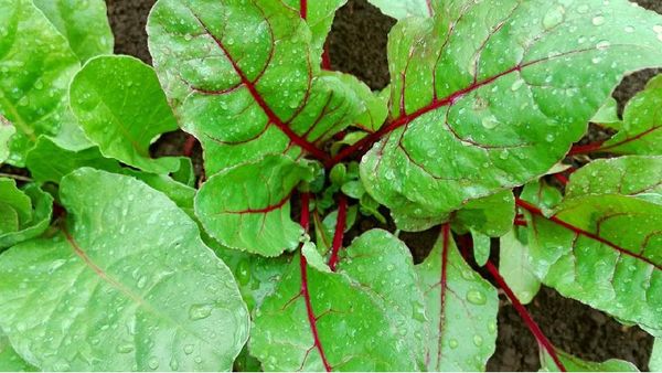 முள்ளங்கி இலை.. பீட்ரூட் கீரையின் அற்புதம் தெரியுமா.. இனி முள்ளங்கி + பீட்ரூட்டை 